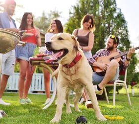 It's Barbecue Season! Let's Keep Our Pets Safe.