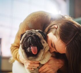 Dog Who Went Missing Eight Years Ago Found 300 Miles From Home