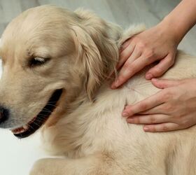FDA Approves Long-Lasting Flea and Tick Treatment for Dogs
