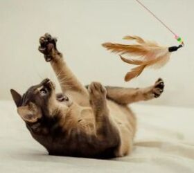 5 toys your cat will love, Playful cat image via Canva