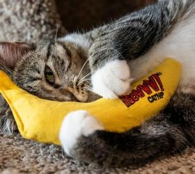 5 Toys Your Cat Will Love