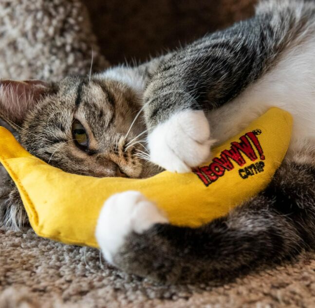 Which Cat Toy Will Be My Cats Favorite: Top Picks Revealed