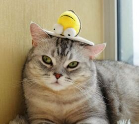 5 toys your cat will love, Gigwi Interactive Squeaking Chirpy Bee Cat Toy image via Amazon