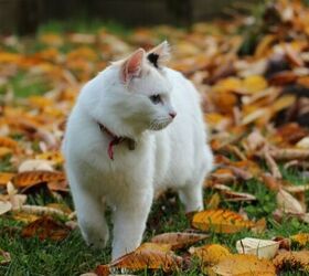 How Season Changes Can Affect Your Pets (and What You Can Do About It)