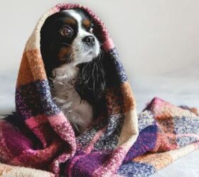 how season changes can affect your pets and what you can do about it, Dog under a blanket image via Canva