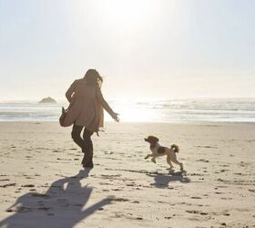 how season changes can affect your pets and what you can do about it, Dog on a beach image via Canva