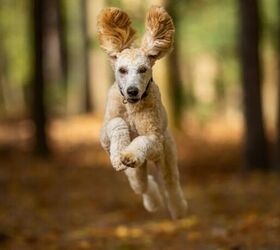 how season changes can affect your pets and what you can do about it, Dog leaping image via Canva