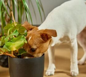 5 common home decor items that are risky to keep around dogs, Dog sniffing plant image via Canva