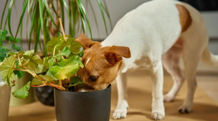 5 common home decor items that are risky to keep around dogs, Dog sniffing plant image via Canva