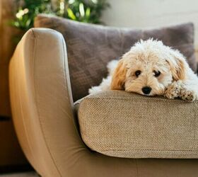 5 common home decor items that are risky to keep around dogs, Dog on couch image via Canva