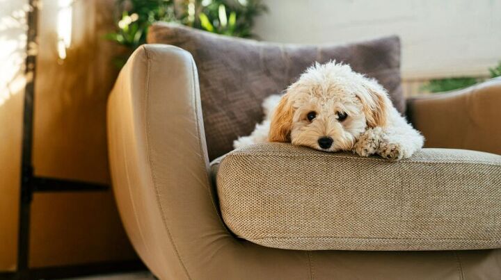 5 common home decor items that are risky to keep around dogs, Dog on couch image via Canva
