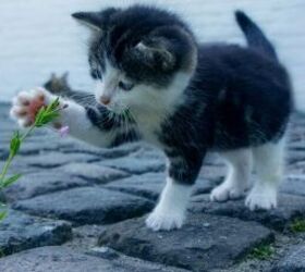 How Your Cat’s Needs Change as They Age
