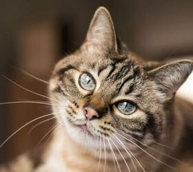 how your cats needs change as they age, Cat image via Canva