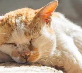 how your cats needs change as they age, Older cat sleeping image via Canva