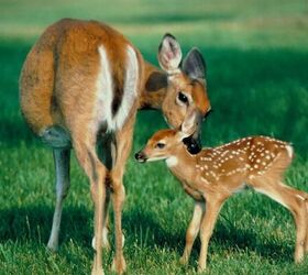 Deer and fawn - image via Canva