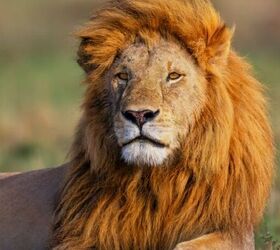 Lion - image via Canva