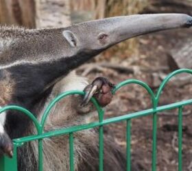 Anteater - image via Canva