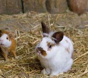 Is a Guinea Pig or a Bunny Rabbit the Best Pet Choice for You?