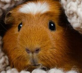 is a guinea pig or a bunny rabbit the best pet choice for you, Guinea pig image via Canva