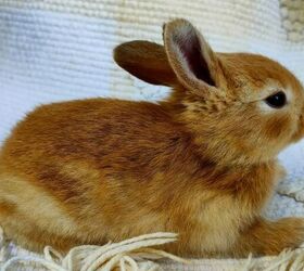 is a guinea pig or a bunny rabbit the best pet choice for you, Bunny rabbit image via Canva