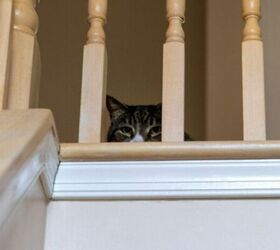 How to Help Your Cat Feel Less Anxious Around Guests