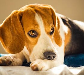 More Pets Are Being Diagnosed with Anxiety