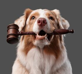 judge in new york ruled dogs are immediate family, Pixel Shot Shutterstock