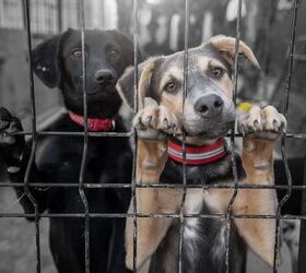 Animal Shelters in NYC Hit Record Number of Pets, Suspend Intakes