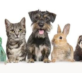 What Are the Most Popular Pets in the U.S.?