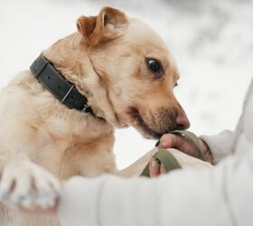 dogs can sniff out parkinson s disease study finds, Bogdan Sonjachnyj Shutterstock