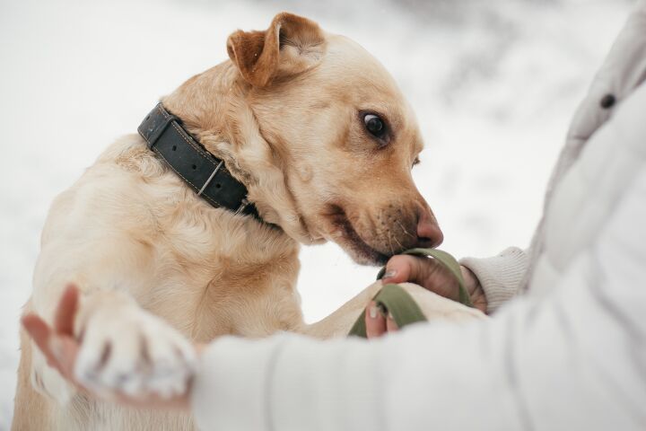 dogs can sniff out parkinson s disease study finds, Bogdan Sonjachnyj Shutterstock