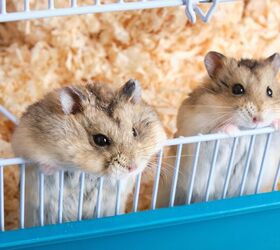 Can I Keep Two Hamsters Together?