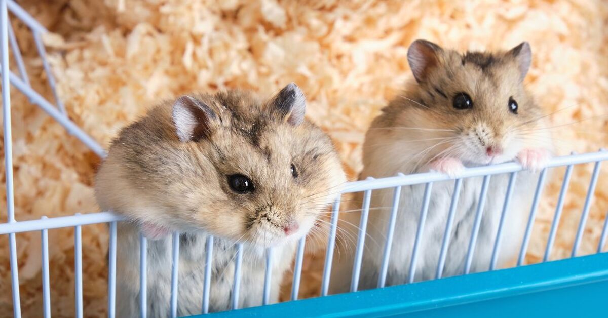 Can I Keep Two Hamsters Together?