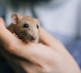 How Long Do Pet Rats Usually Live?