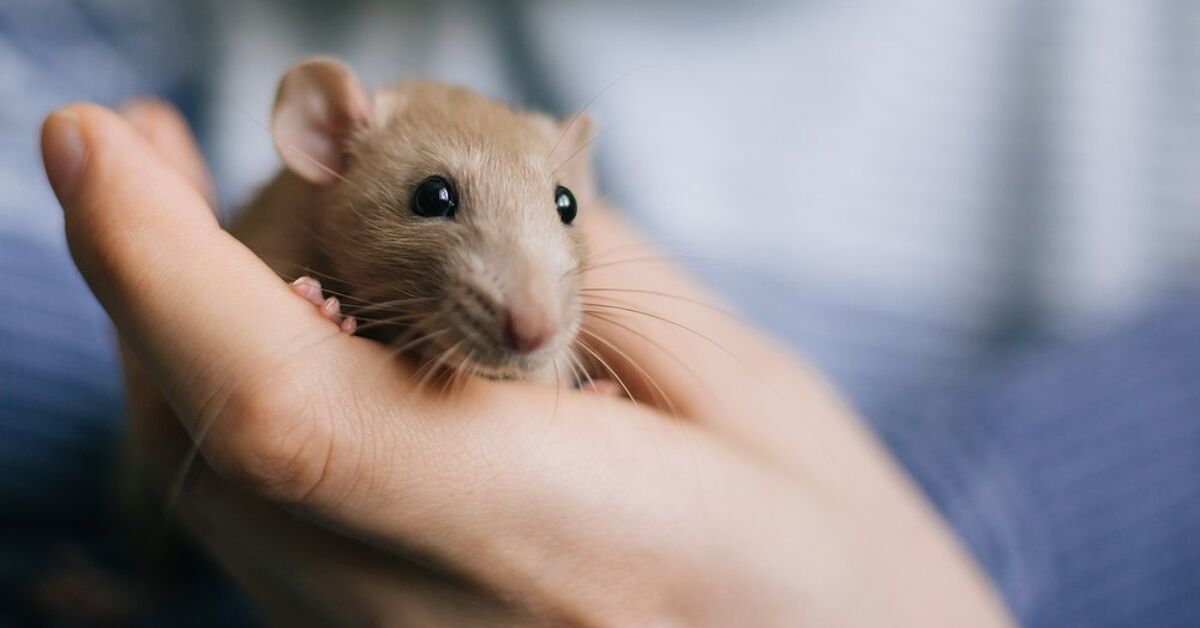 How Long Do Pet Rats Usually Live? | PetGuide
