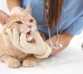 What Are the Signs of Dental Disease in Cats?