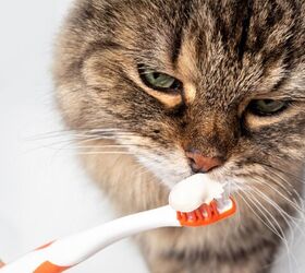 what are the signs of dental disease in cats, Photo credit sophiecat Shutterstock com