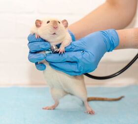 signs of illness in pet rats, irishe4kaaa Shutterstock