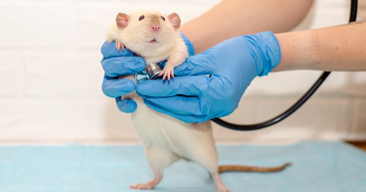 Can Rats Give Cats Diseases: Shocking Risks Every Cat Owner Must Know