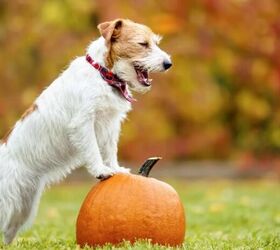 5 Common Fall Decor Pieces That Aren’t Pet Safe