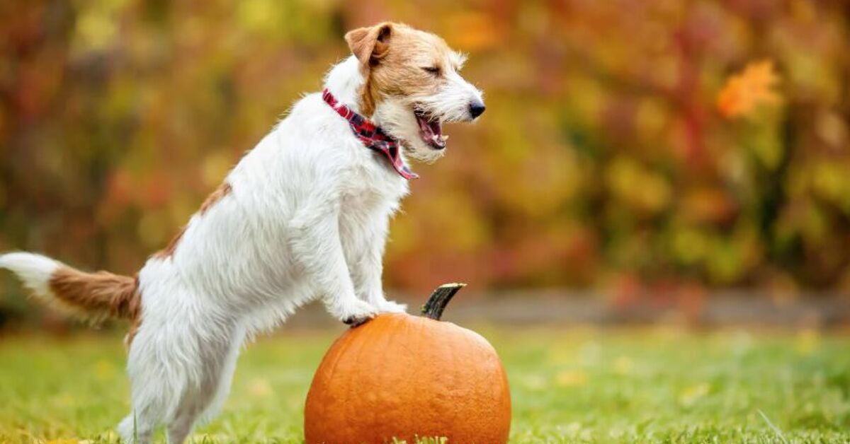 Pets In The Fall 5 Common Fall Decor Pieces That Aren’t Pet Safe | PetGuide