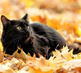 5 common fall dcor pieces that arent pet safe, Cat in fall leaves image via Canva