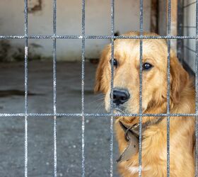 Lucky Has Spent 1,500 Days in a Shelter Waiting for a Forever Home