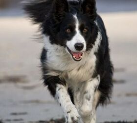 these 10 dog breeds have crazy amounts of energy, Border Collie image via Canva