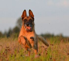 These 10 Dog Breeds Have Crazy Amounts of Energy
