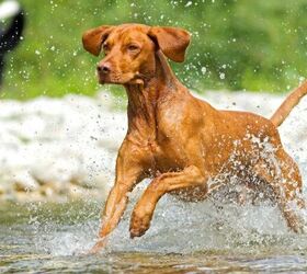 these 10 dog breeds have crazy amounts of energy, Vizsla image via Canva