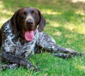 these 10 dog breeds have crazy amounts of energy, German Shorthaired Pointer image via Canva