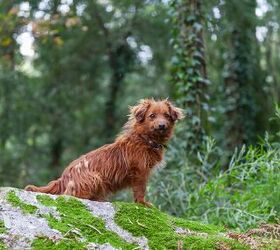 Dog Lost in the Woods? Here's How to Find Him Quickly!