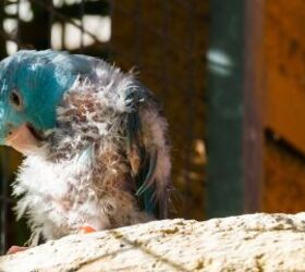 Why Is My Pet Bird Losing Feathers?