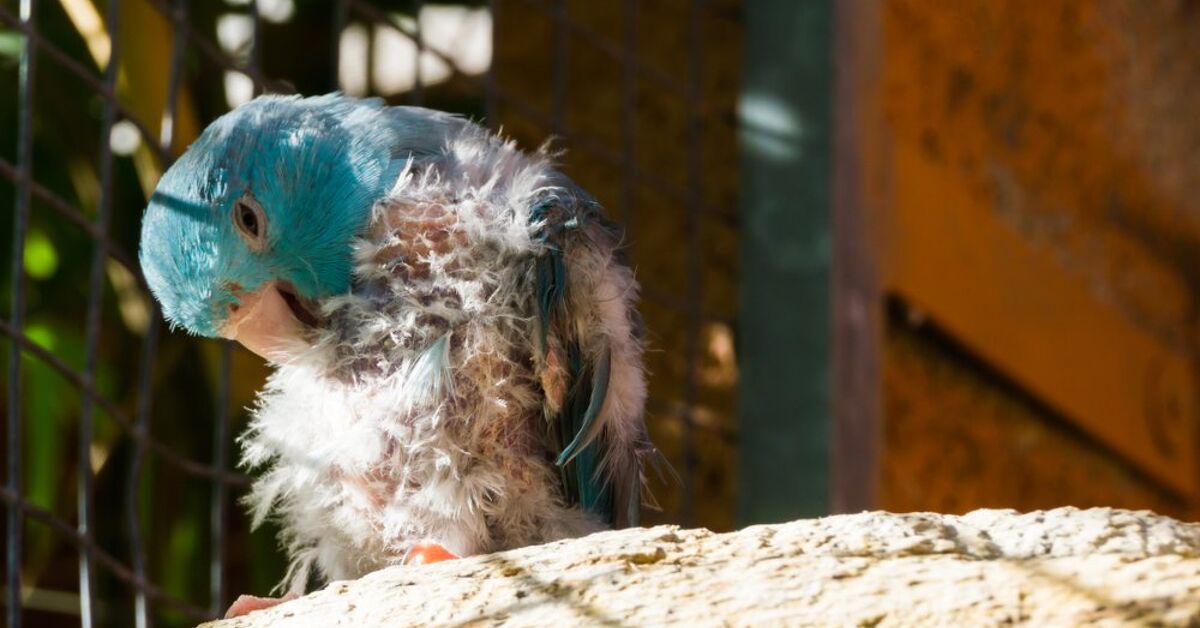 Why Is My Pet Bird Losing Feathers?